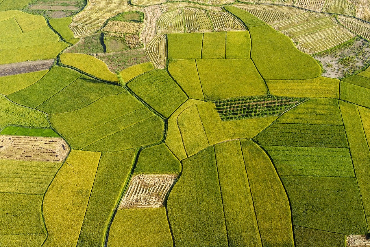 rice fields, agriculture, golden season, the season of ripe rice, lang son, vietnam, travel, destination, scenery, mountainous area, ethnic tay, bac son valley, agriculture, agriculture, agriculture, agriculture, agriculture